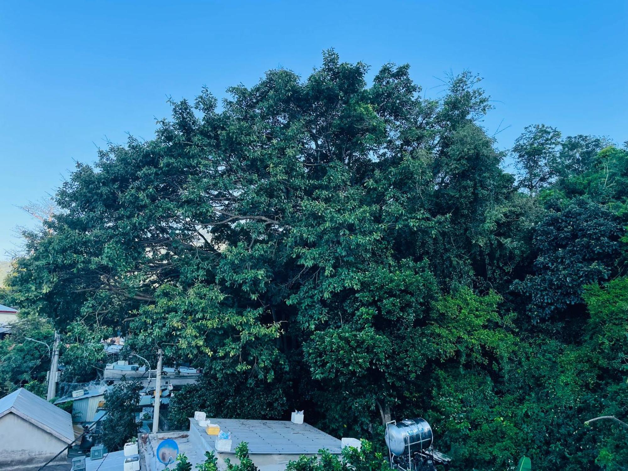 Tân Hiệ Monkeyland Cham Island Homestay מראה חיצוני תמונה